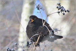 <p>KOS ČERNÝ (Turdus merula)</p>